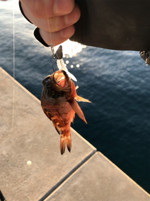 壱岐島釣行2日目