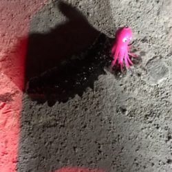 短時間 タコ狙い