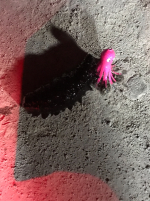 短時間 タコ狙い