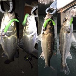 久々シーバスマルチ〜イイダコ