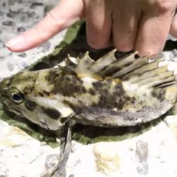 新年初釣(๑╹ω╹๑ )