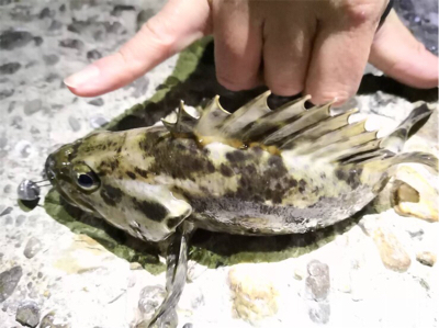 新年初釣(๑╹ω╹๑ )