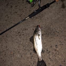 新年初釣りライトゲーム