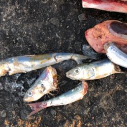 釣り初めはサワラダブル!!!