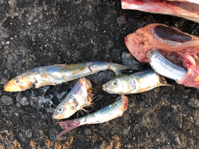 釣り初めはサワラダブル!!!