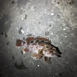 ガシラのアタリ連発