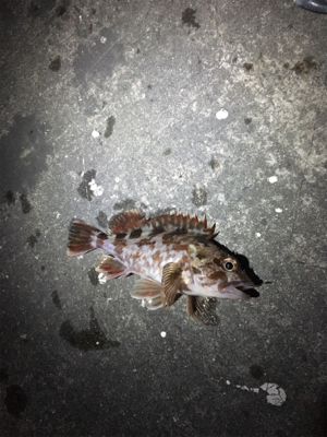 ガシラのアタリ連発