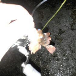 ライトゲームランガン