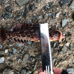 爆風ロックフィッシング