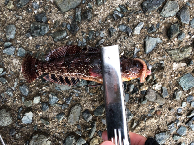 爆風ロックフィッシング