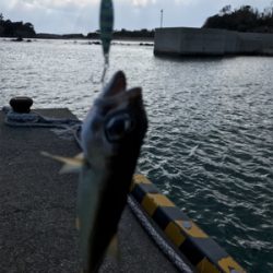 壱岐島釣行3