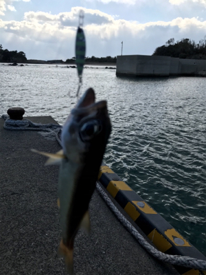 壱岐島釣行3