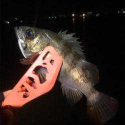 餌には勝てない？