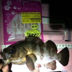 竿始め!寒いけど熱いぞメバル(*´ω`*)