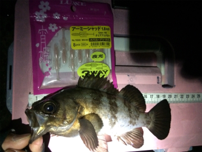 竿始め！寒いけど熱いぞメバル(*´ω｀*)…