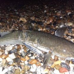 【須磨】【1月】正月シーズンでもタチウオ釣れます!