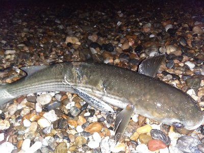 【須磨】【1月】正月シーズンでもタチウオ釣れます!