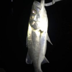 3日朝、引き続き好調のまま終了