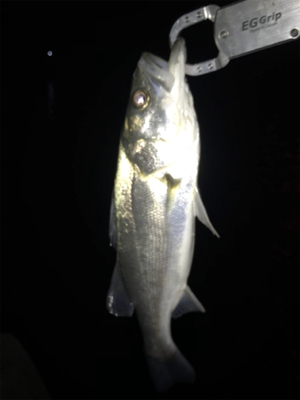 3日朝、引き続き好調のまま終了