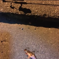 根魚フィッシング