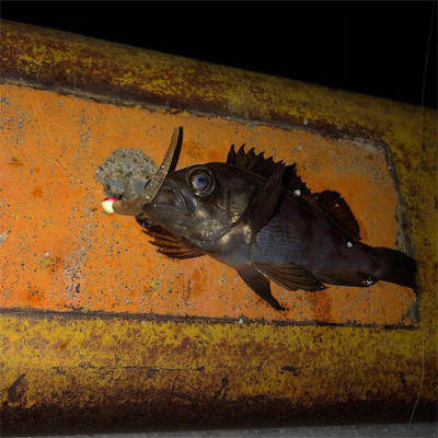 秋田火力ナイトメバリング