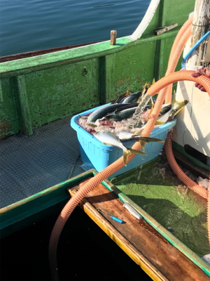 孝洋丸 落とし込み