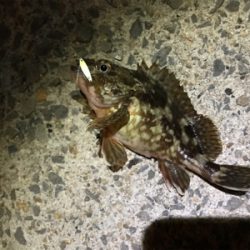 壱岐島釣行最終日