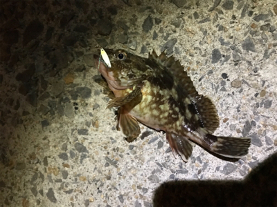 壱岐島釣行最終日