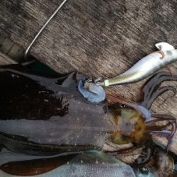 新春初アオリイカ