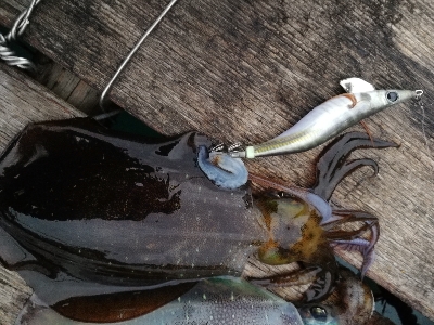 新春初アオリイカ