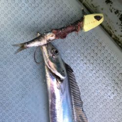 太刀魚  須磨沖