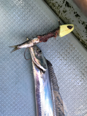 太刀魚  須磨沖