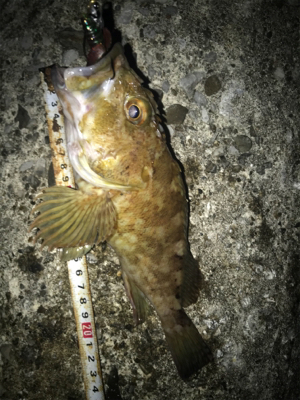 根魚よく釣れます