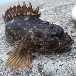 朝からライトゲーム