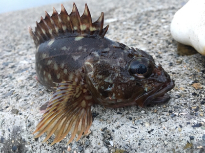 朝からライトゲーム