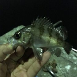 アジング・メバリング