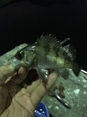 アジング・メバリング