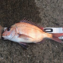 新年あけましておめでタイ!