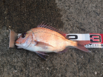 新年あけましておめでタイ!