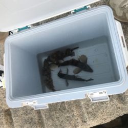 初釣りは穴釣り