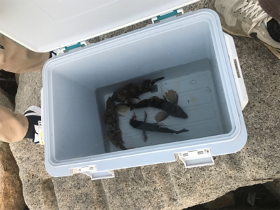 初釣りは穴釣り