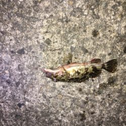 なんとかメバルも、単発