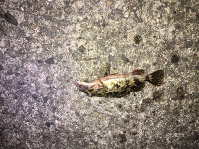 なんとかメバルも、単発