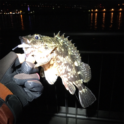 大阪湾奥アジング 初釣り