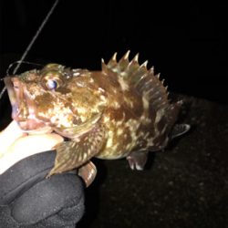 メバルを求めて①