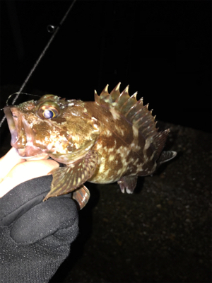 メバルを求めて①