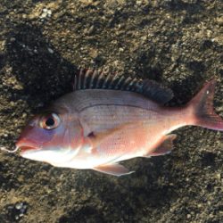 まさかのイシダイ