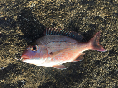 まさかのイシダイ