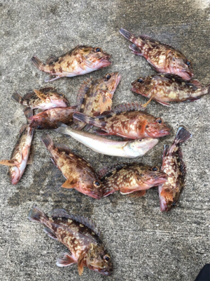 朝マヅメからライトゲーム  今日は寒い