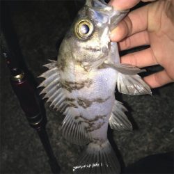 メバルプラッキング